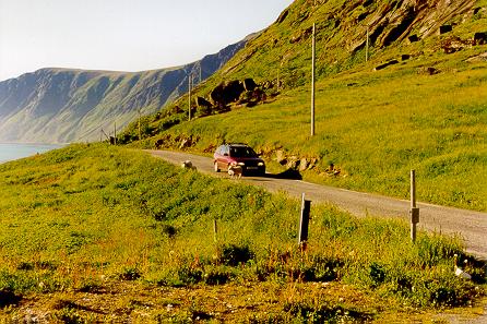 Schafe haben Vorrang